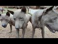 Update on the Thai Ridgeback dog they are ready for their new home - EleFlix