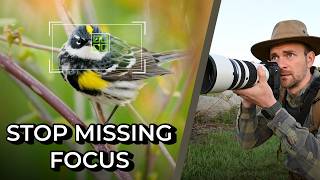 Best Autofocus Settings for Small Birds | OM-1 Mark II