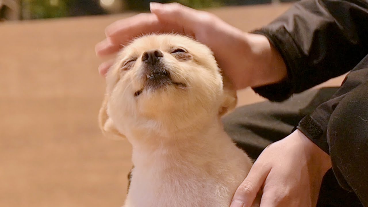 Я нервничаю без отца. (Поморский груминг)