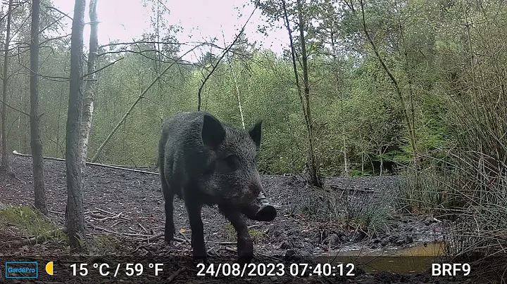 Boar Scratching Along its Trail - Forest Of Dean