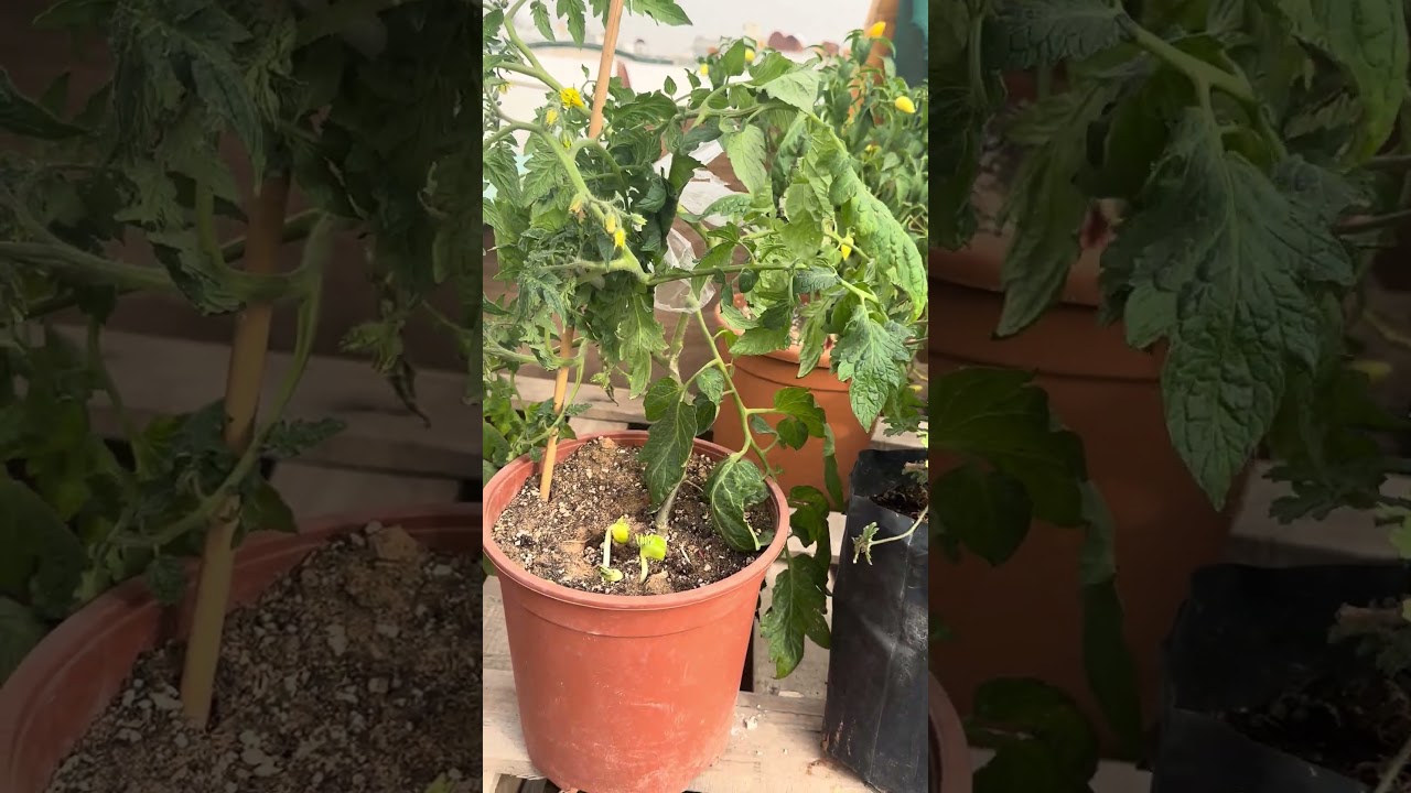 زراعة الفول والطماطم من البذرة الى الثمرة