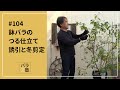 #104 鉢バラのつる仕立て 誘引と剪定