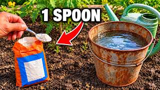 49 × STRONGER THAN MANURE & FREE!  1 Spoon in Fall Makes Soil SUPER FERTILE!