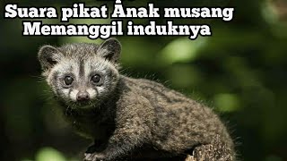 Suara pikat Anak musang memanggil induknya