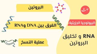 تركيب البروتين و الفرق بين الاحماض النووية | البيولوجيا الجزيئية |  أحياء الصف الثالث الثانوي