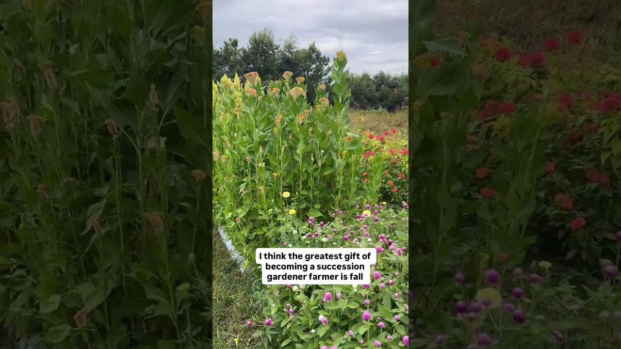 Оставьте комментарий «КАЛЕНДАРЬ» или зайдите на сайт TheGardenersWorkshop.com, чтобы оформить пре...