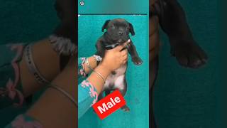 Mr Dragne Puppies Available Top Quality American Bully Import Blood Line Puppy In Low Price