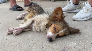 The Couple Quarreled And Cut The Dog With A Knife? The Dog Lay Bleeding And Crying For Help!