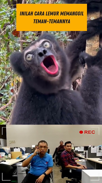 Begini cara Lemur memanggil Teman-temannya #lemur