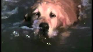 Homeward Bound:The Incredible Journey - Sassy Going Over The Waterfall (Henry Hugglemonster Edition)