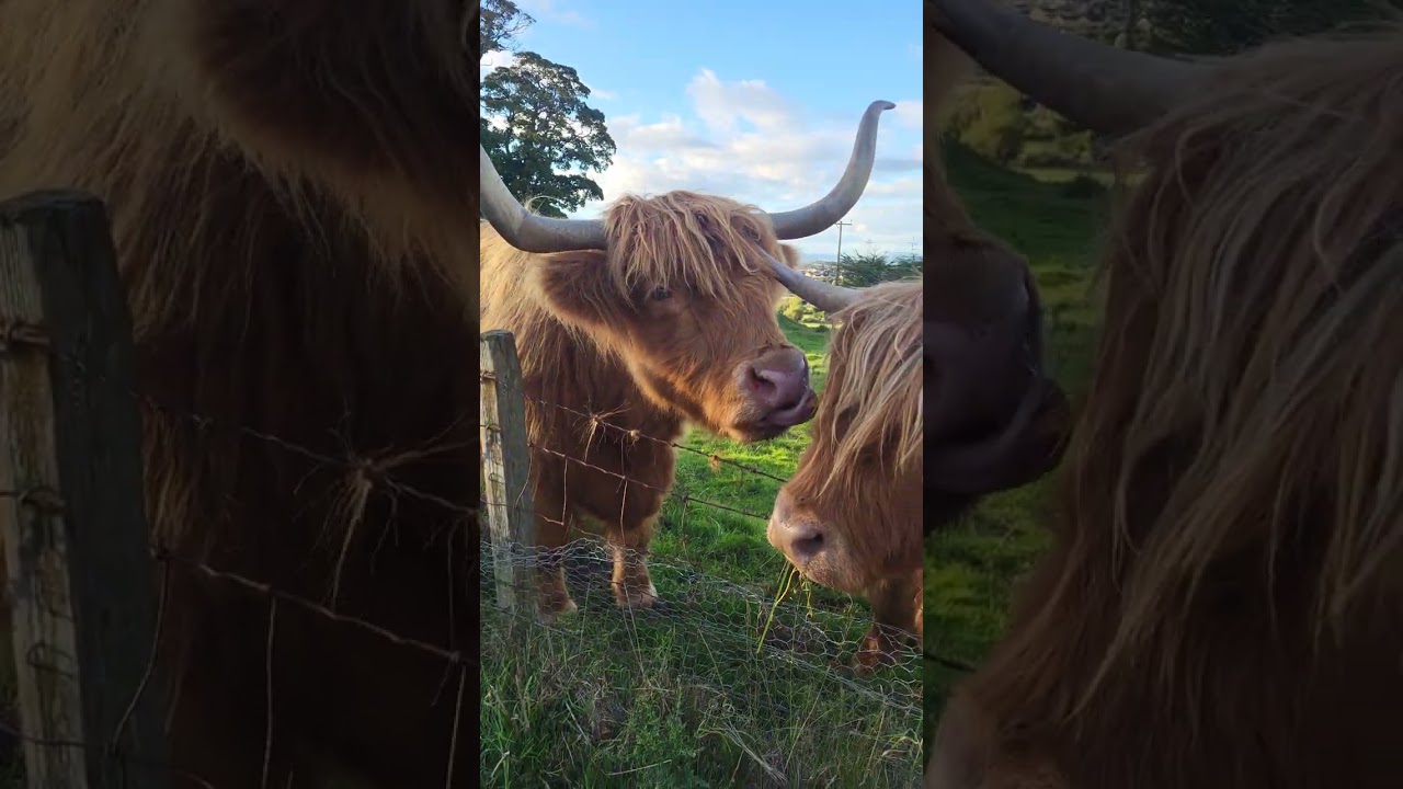 highland cows kissing and a labrador