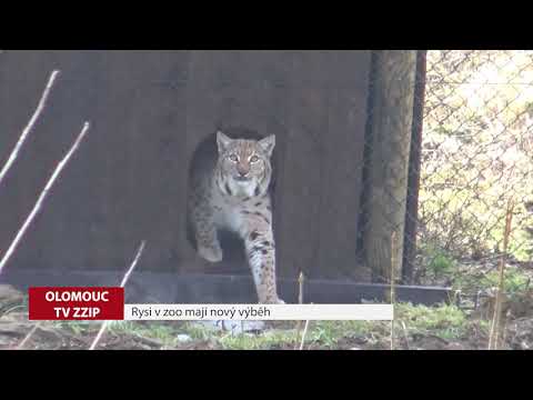 Video: Moskevská Zoo: Historie A Rysy