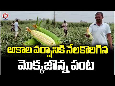 Maize Crop Damaged Due To Unseasonal Rains In Veenavanka | Karimnagar | V6 News - V6NEWSTELUGU