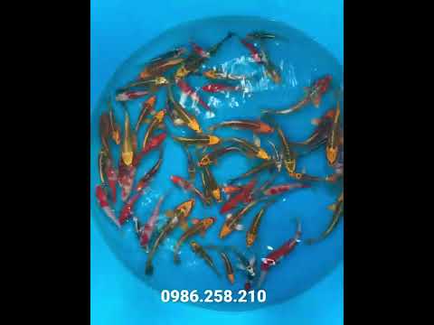 Video Cá chép koi mini,koi bướm ????????????Số lượng 60 ký 1 ký... - youtube
