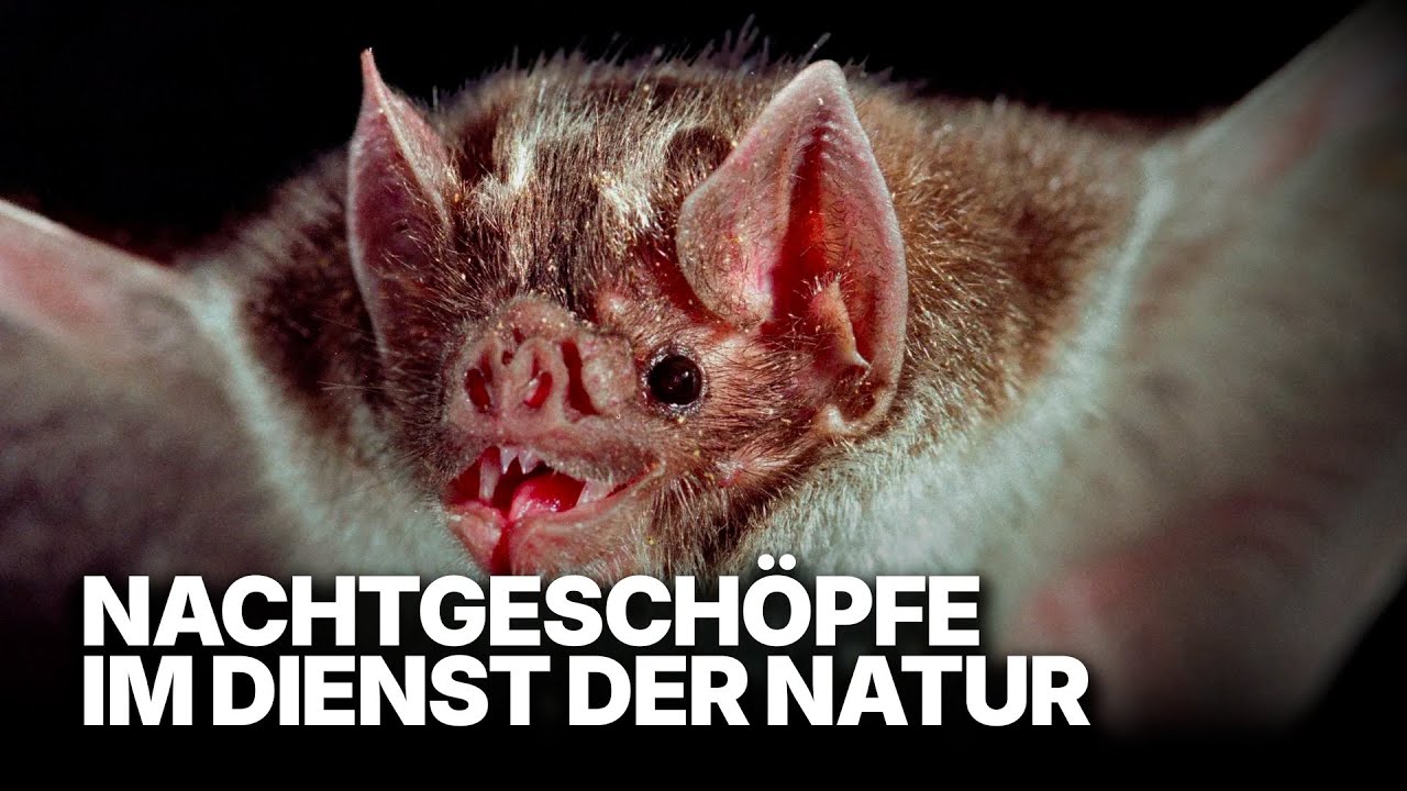 Im Wald der Vampire | Die Gärtner der Nacht