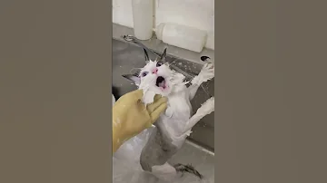 قط في الخلاط 