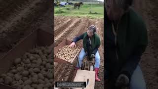Old-School Potato Planting Machine Still Beats Modern Methods?! 🥔🚜