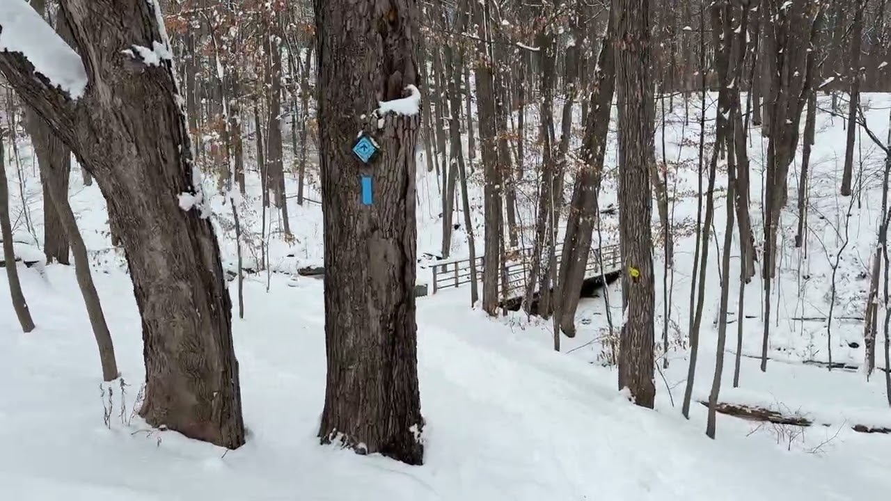 Quiet Winter Forest Path • Daily Walk