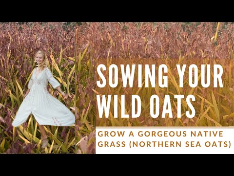 Video: Northern Sea Oats In The Garden: How To Grow Northern Sea Oats