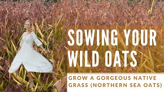 How To Grow Northern Sea Oats One Of The Most Beautiful North American Native Gres