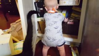 Baby And Kitten Engage In Pantry Raid