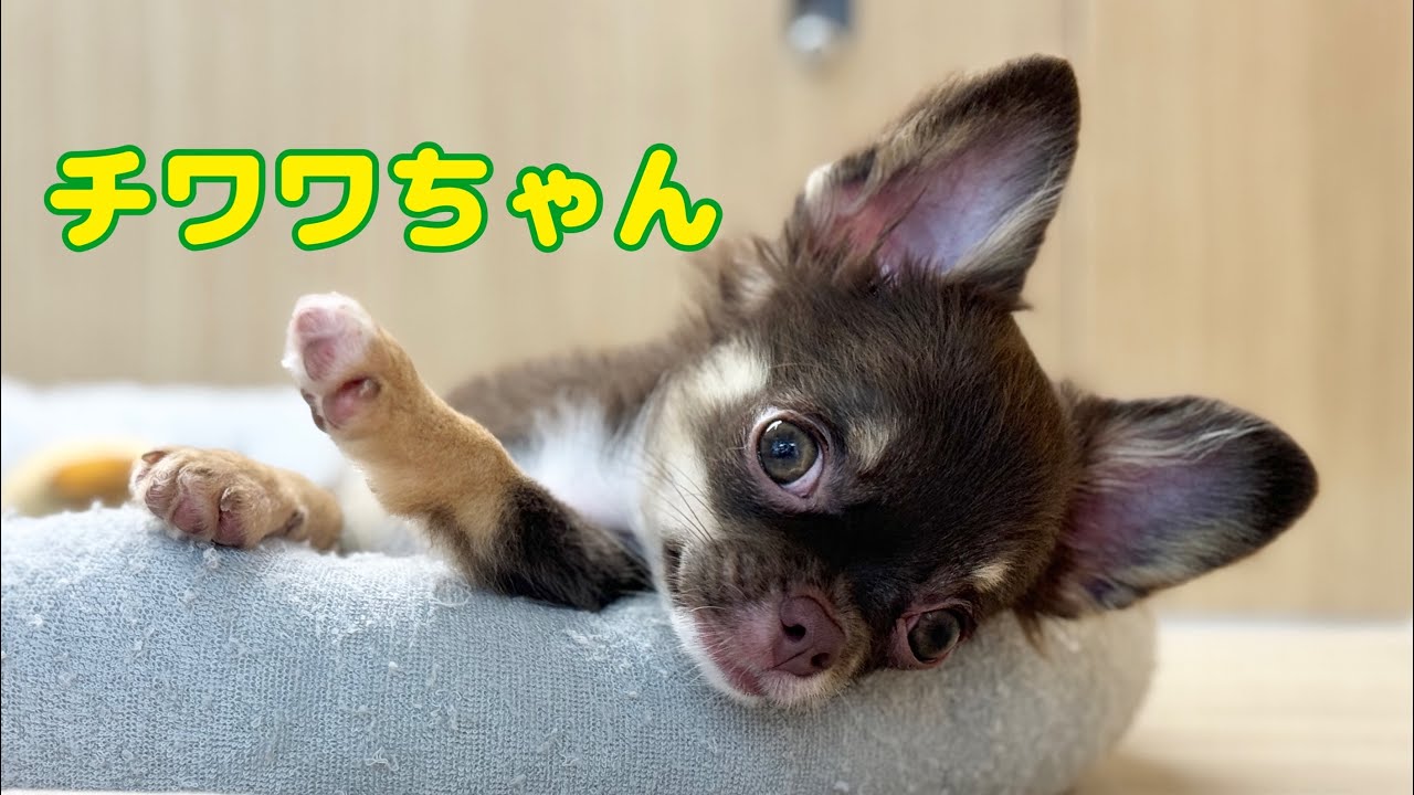 チワワ成長ログ 】ちょっぴり微笑む寝顔が可愛いチワワちゃん