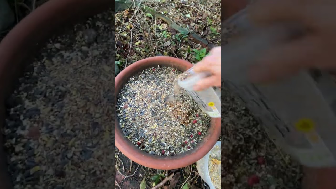 Tiny Woodland Garden Wood Mouse Re-location! 14-12-24