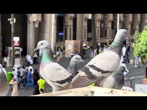 Makkah Haram Sharif Live videos / Makkah Live 26-11-2025 #harmainlive #Makkah ‎⁨@Anmolsitary