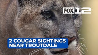 Troutdale neighbors on edge after cougar sighting Neighbors On Edge After Multiple Cougar Sightings