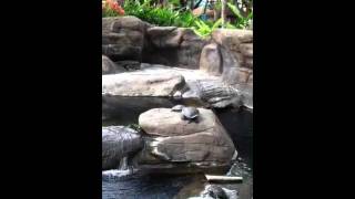 Turtle aggression