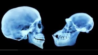 Famous Human Chimp DNA Similarity, Are We Really 99% Chimp? Wealth