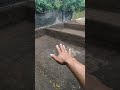Renovasi kolam gurame hampir selesai
