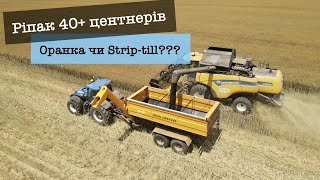 Як виростити класний ріпак? Яке міжряддя? Оранка чи Strip-till? Досвід ФГ "Флора АА".