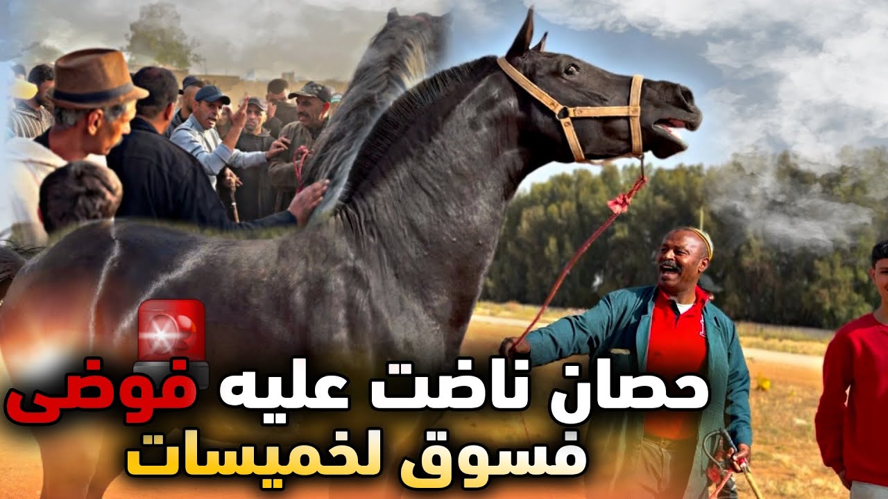 لـيوم فسوق لخميسات ناضت فــوضى 🚨 على حصان زرك 😱 وبدريس شرا جــدع مليح بلوريقات ودهم 😍…