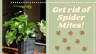 How to Get Rid of Spider Mites on Indoor Plants - Two-Spotted Mites on Houseplants