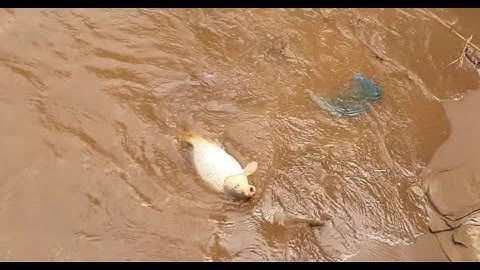 Câu Cá Sông Hồng | Giải Trí Giữa Lòng Hà Nội - P4