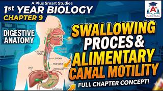 1st Year Biology Chapter 9 | Swallowing Process & Alimentary Canal Motility | A Plus Smart Studies