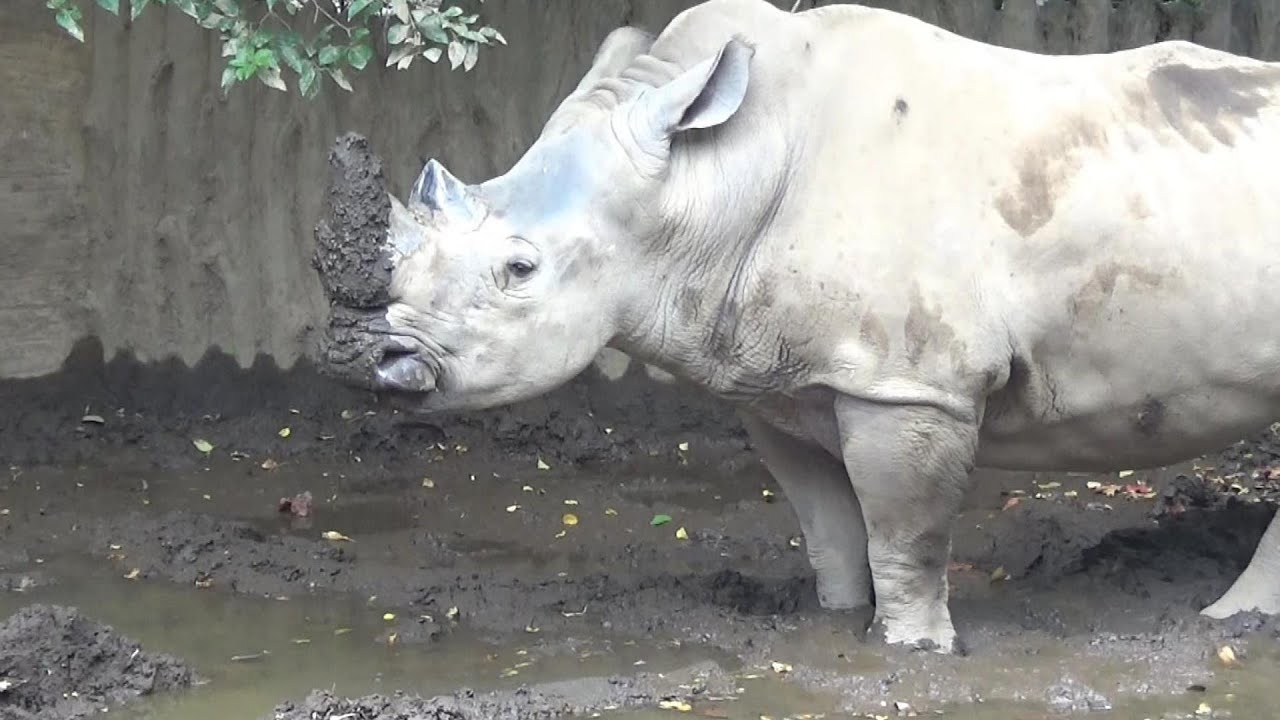 シロサイさんが可愛すぎる❤ Cute white rhino #291　【Cute animal videos】【日本平動物園】