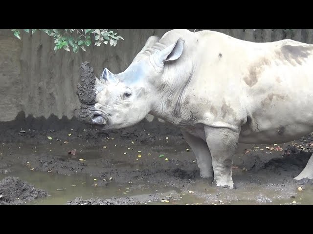 シロサイさんが可愛すぎる❤ Cute white rhino #291 【Cute animal