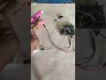 arduino security system #arduino #shorts #security