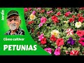 𝗣𝗘𝗧𝗨𝗡𝗜𝗔𝗦: CÓMO CULTIVAR PETUNIAS. Guía completa