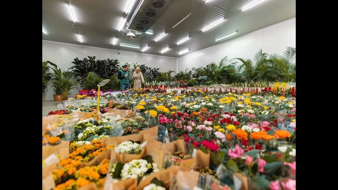 Depozit flori engross Romania, flori angros pentru 1-8 Martie si Ziua Indragostitilor 2026