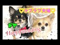 【きなこ妊娠まで】ラブラブの新婚生活♡妊娠中の記録(前編)