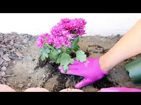 How to Plant