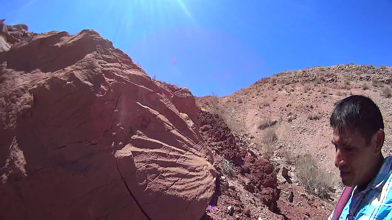 Pinte zona de fosile gigantes