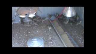 Pheasant Raising Tips and Info