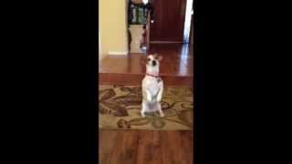 Brightley and Twinkie Get Down and Dance
