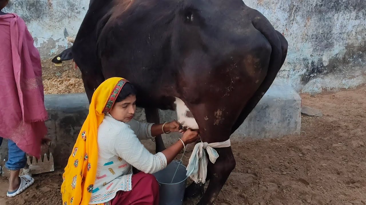 आज मैं गाय का दूध निकालना #minivlog #cow #milk #minivlog #live #life #स्टाइल