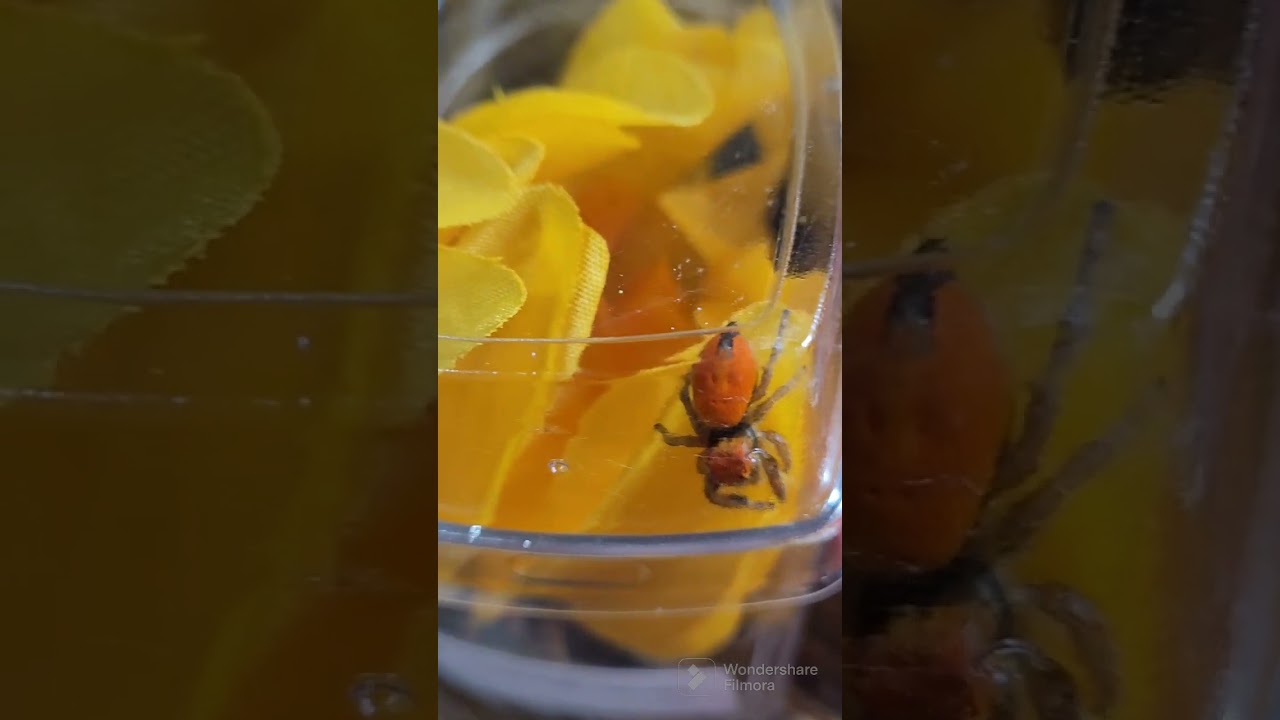 Beautiful Colors (Bonitos Colores) Camping Spiders Expo Pomona, 2023.