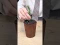 Real or AI? edible plant🪴